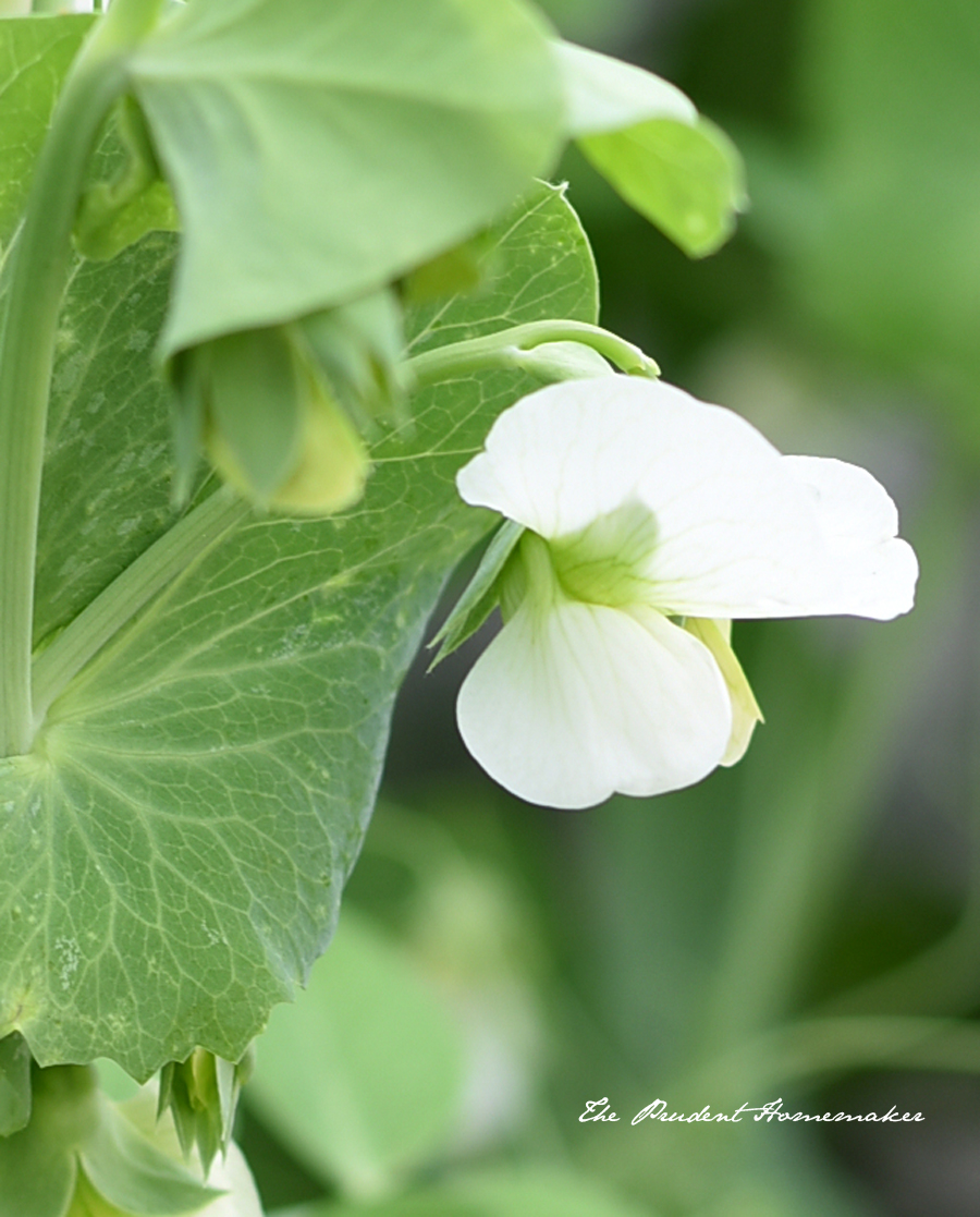 April Garden Snow Pea Blossom The Prudent Homemaker