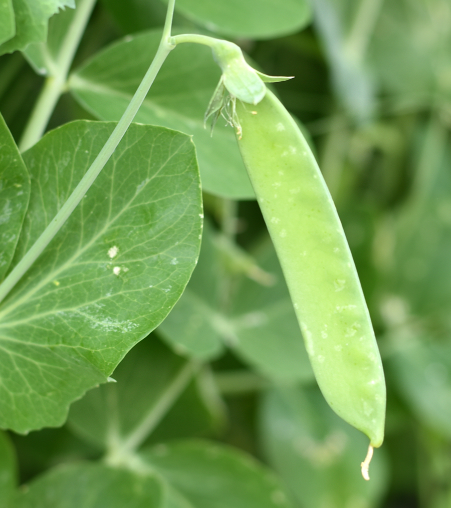 April Garden Snow Pea The Prudent Homemaker