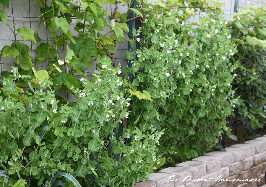 April Garden Snow Peas The Prudent Homemaker