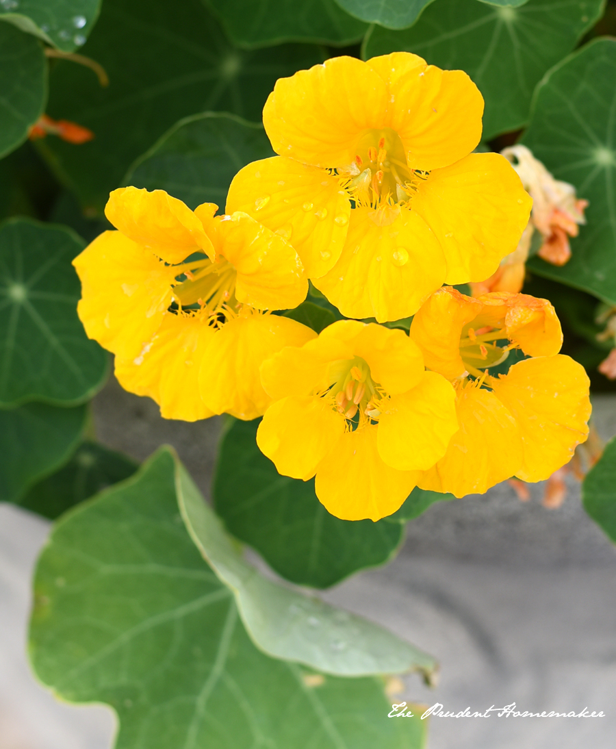 April Yellow Nasturium The Prudent Homemaker