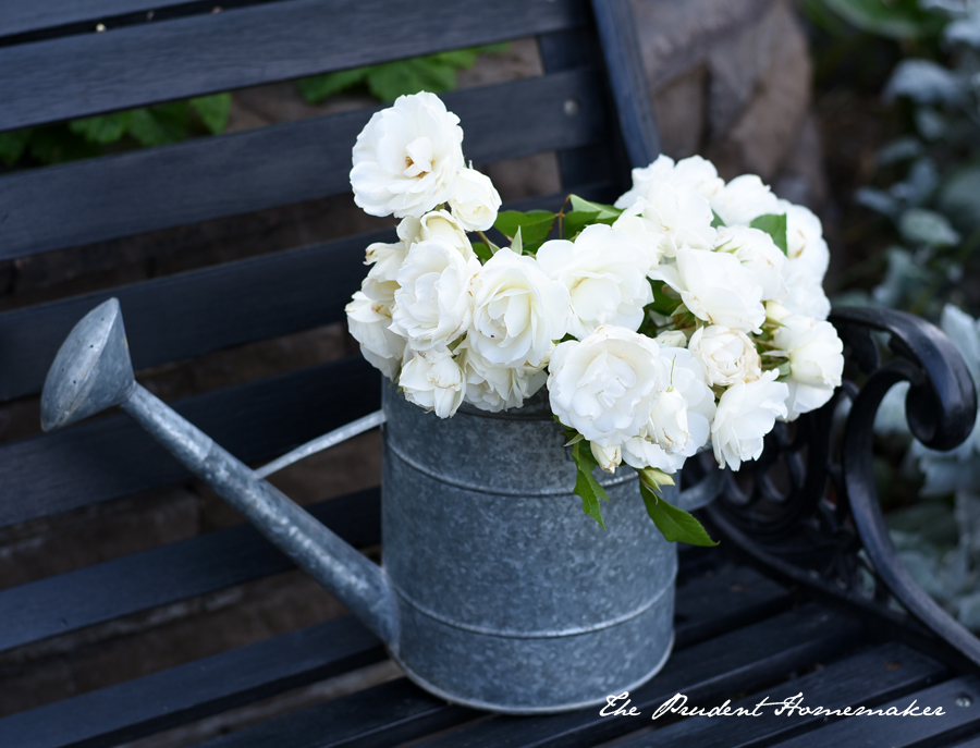 Iceberg Roses in Watering Can The Prudent Homemaker