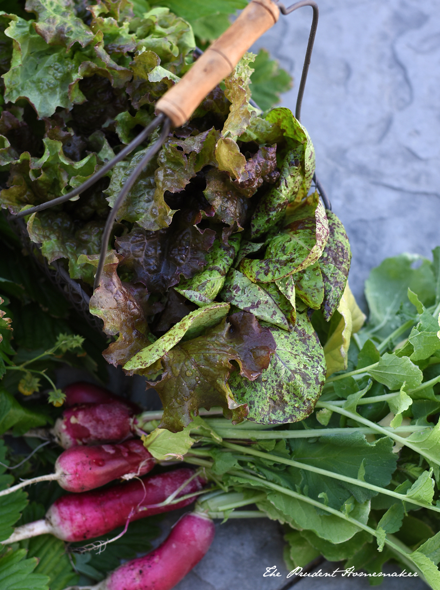 Lettuce and Radishes The Prudent Homemaker