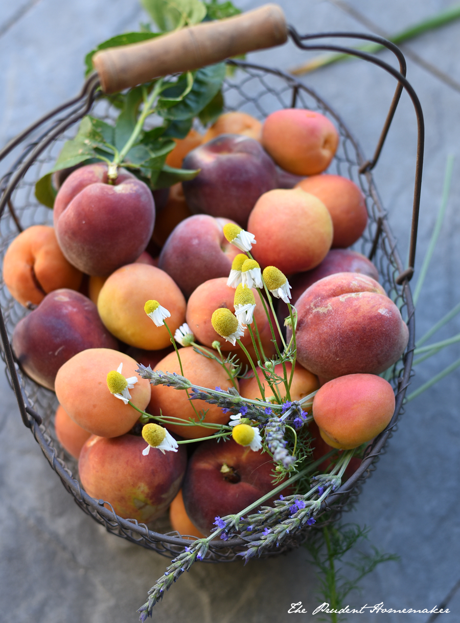 Apricots peaches and herbs The Prudent Homemaker