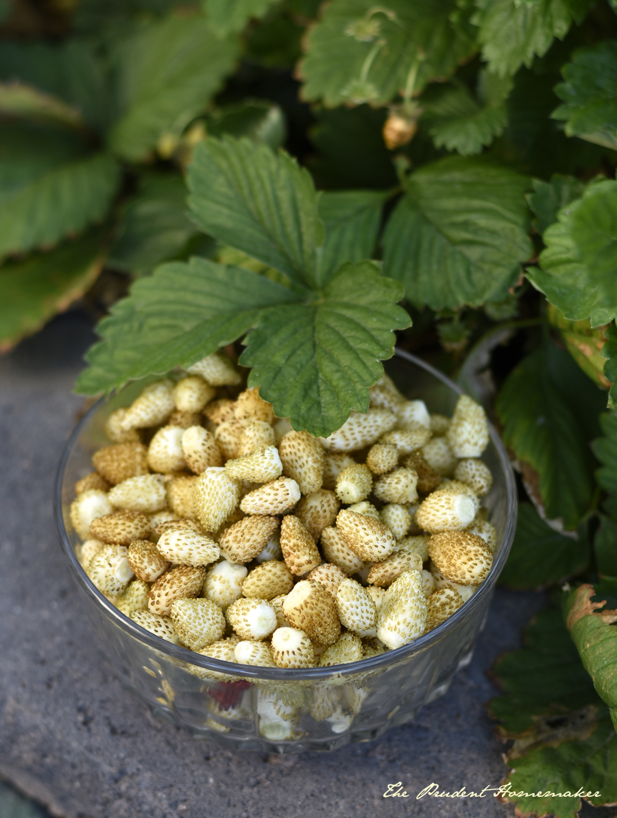 White Strawberries 2 The Prudent Homemaker