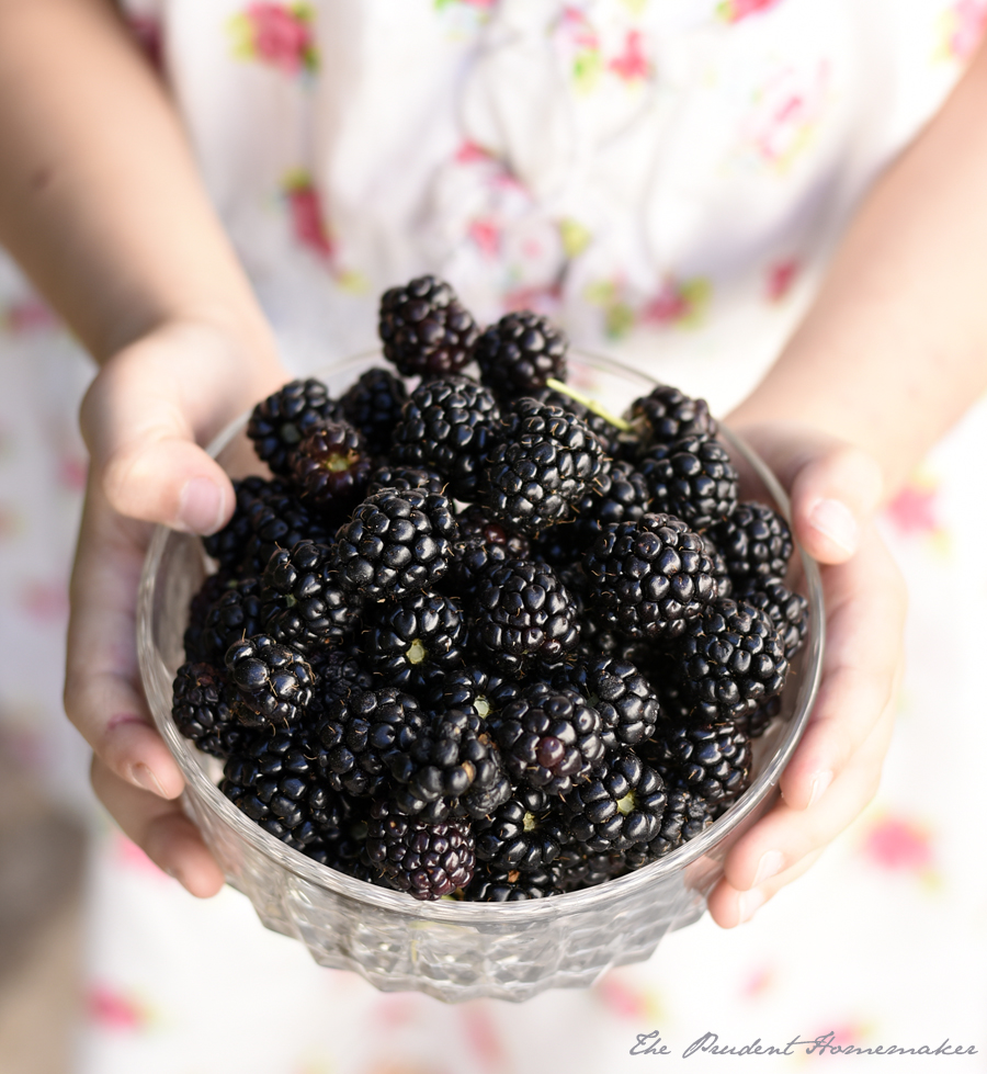 Blackberries The Prudent Homemaker
