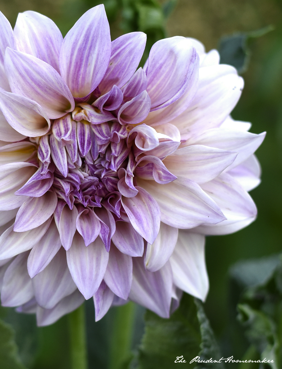 Cafe au Lait Dahlia The Prudent Homemaker