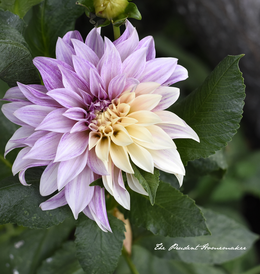 Cafe au Lait Dahlia 2 The Prudent Homemaker