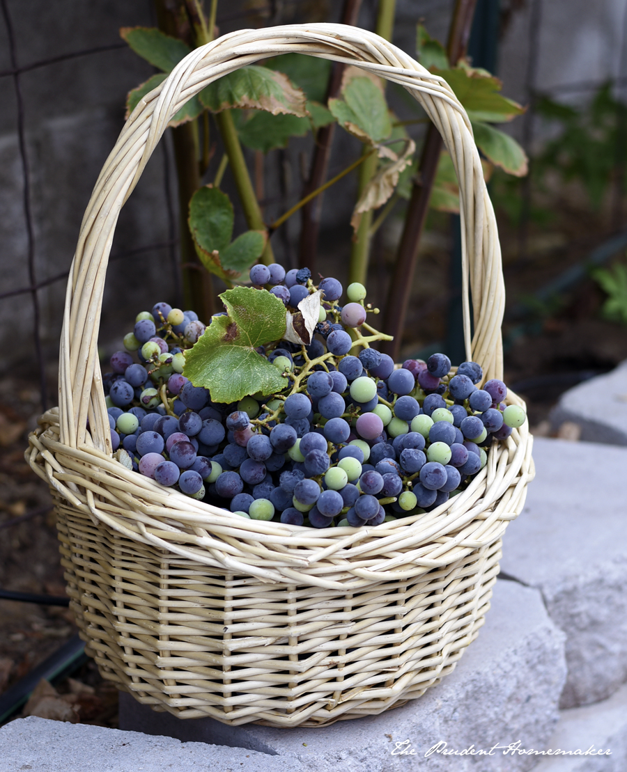 Concord Grapes The Prudent Homemaker