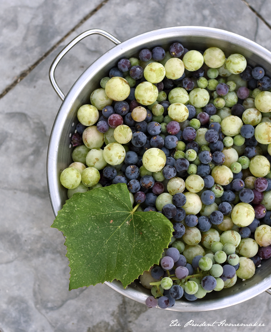 Concord and Table Grapes The Prudent Homemaker