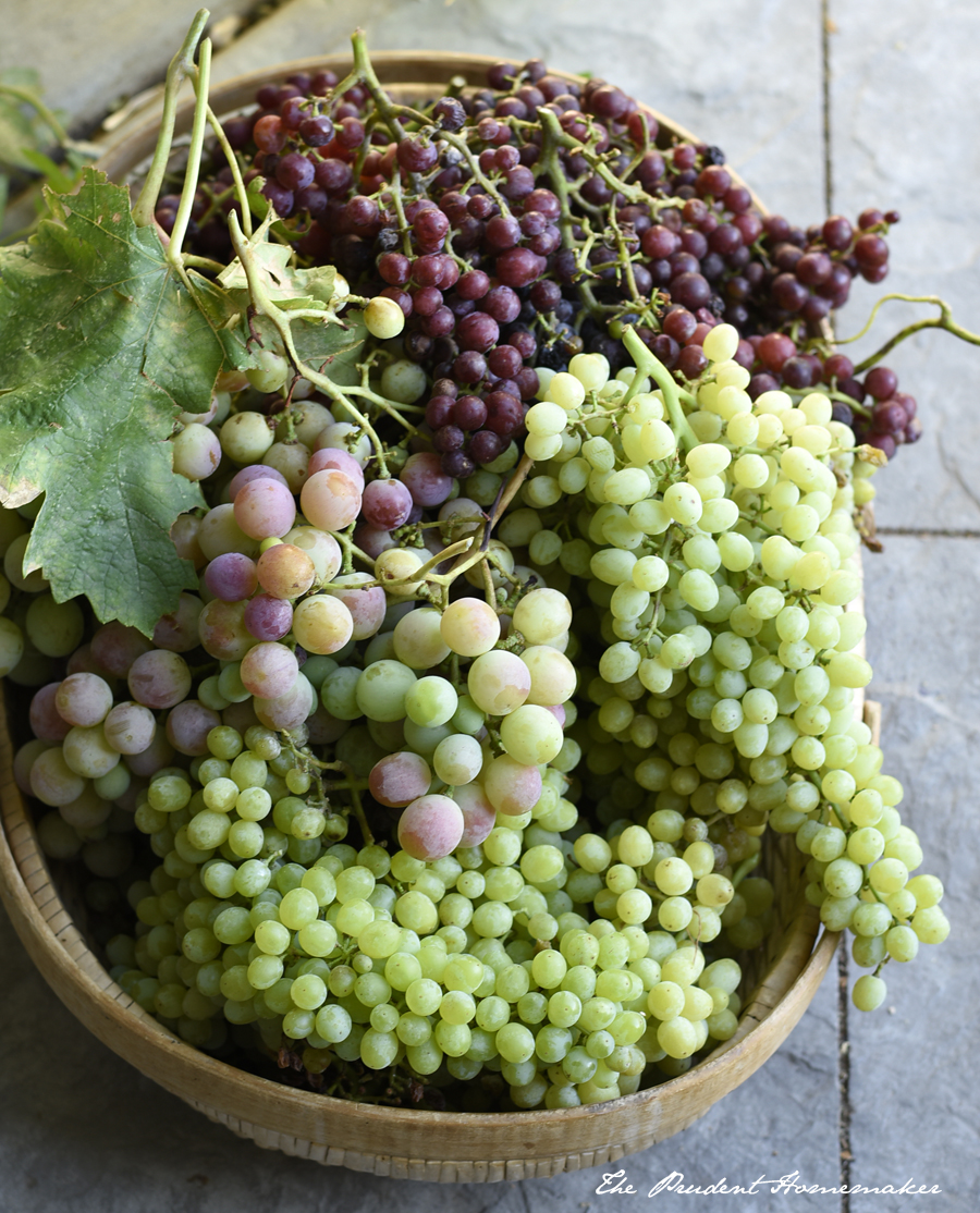 Garden Grapes The Prudent Homemaker