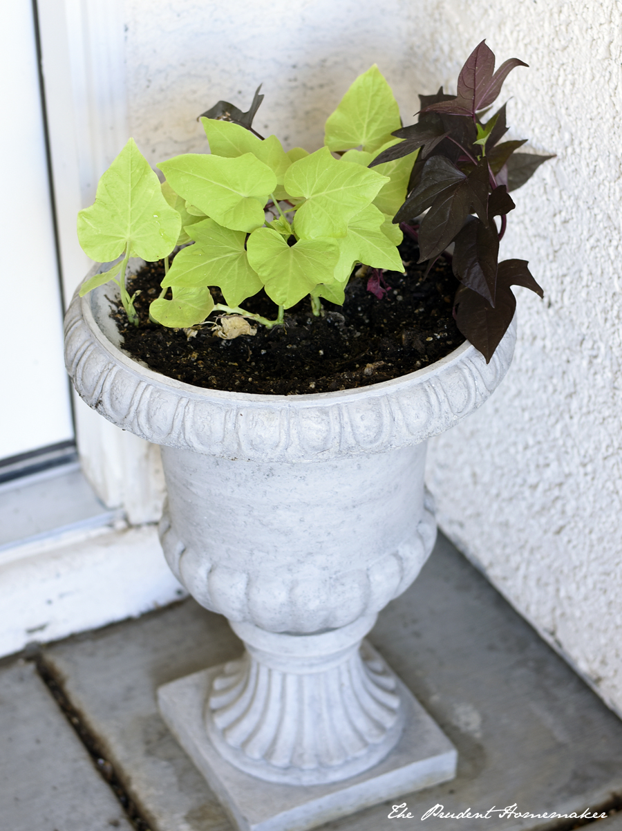 Sweet Potato Vine The Prudent Homemaker