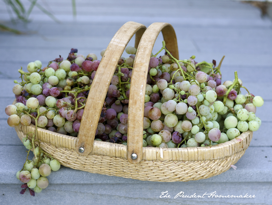 Table Grapes The Prudent Homemaker