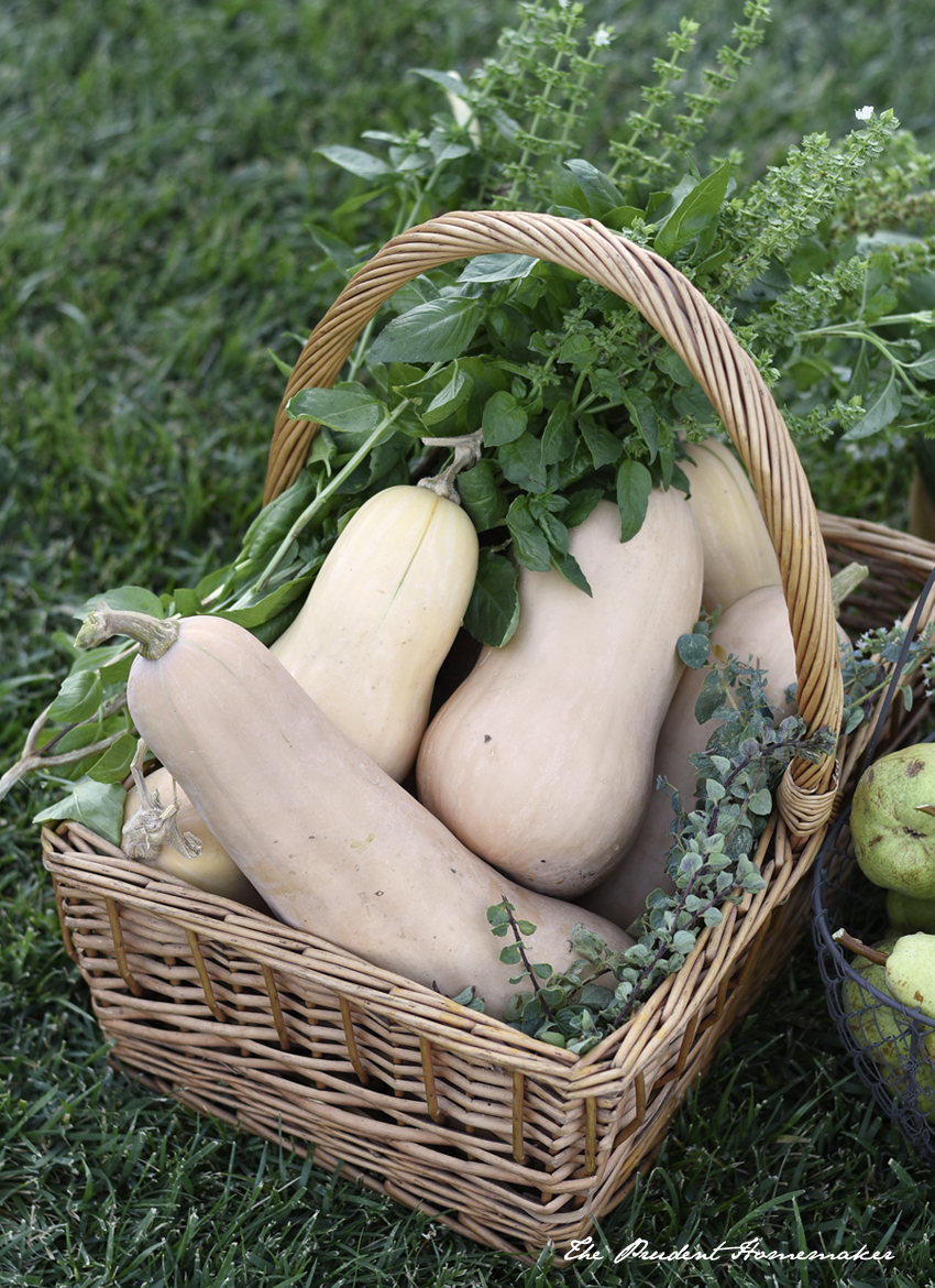 Butternut Squash Harvest The Prudent Homemaker