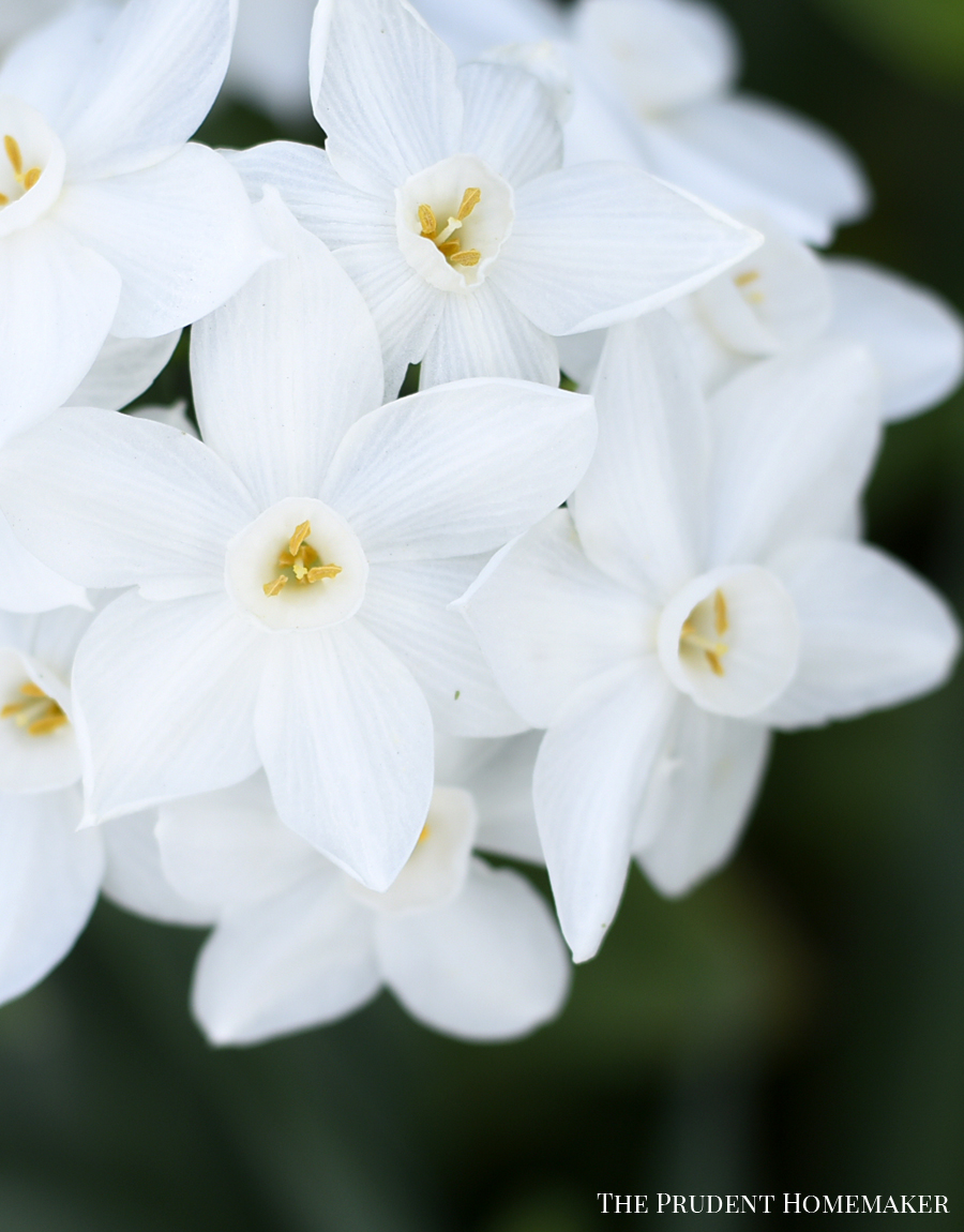 October paperwhites The Prudent Homemaker