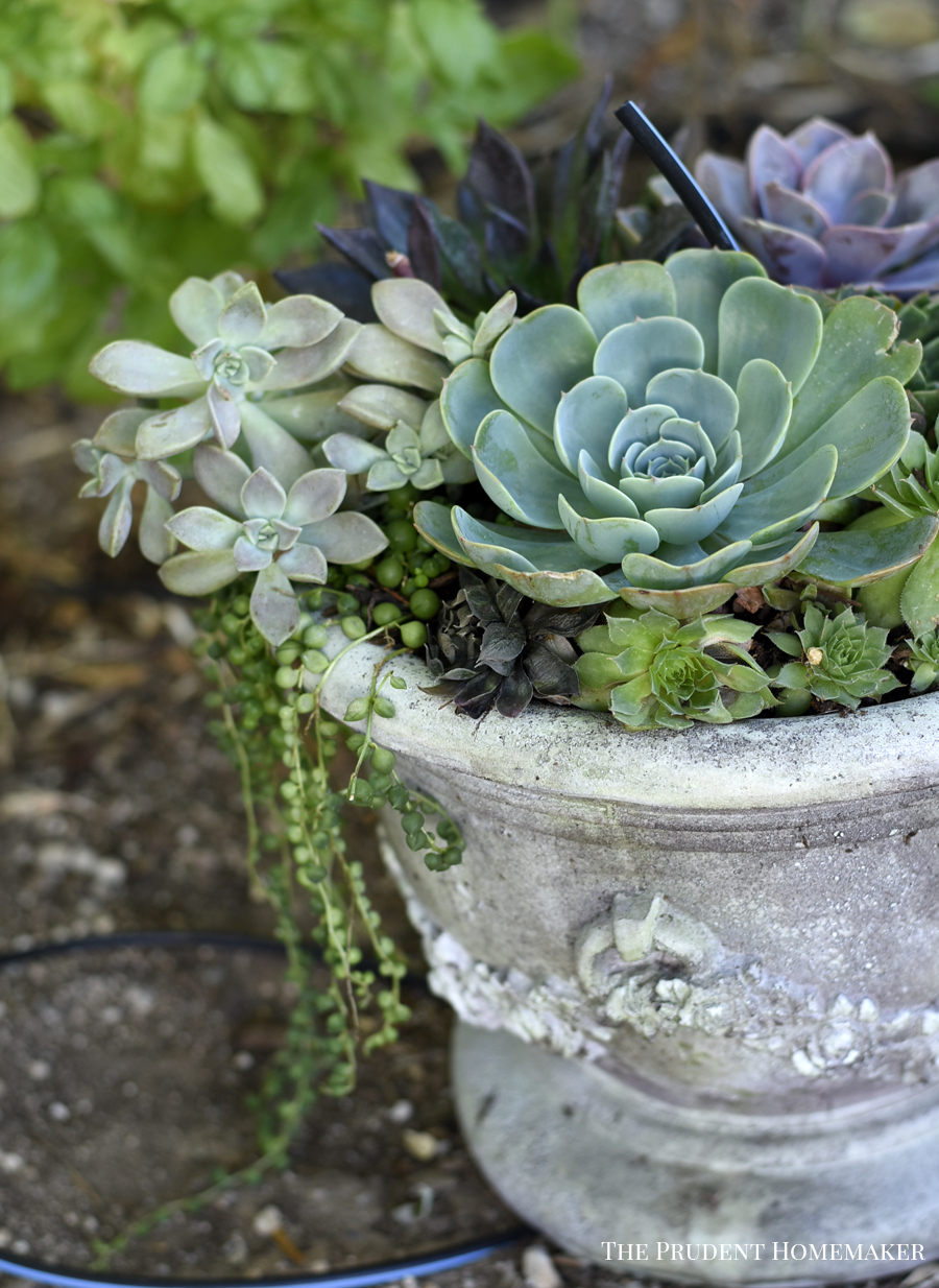 Succulent Urn The Prudent Homemaker