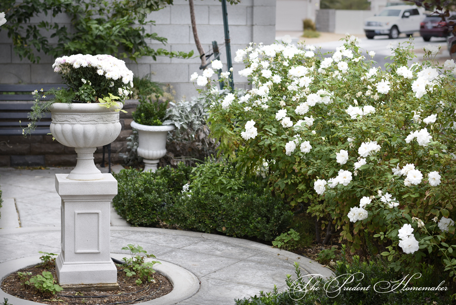 White Garden Roses The Prudent Homemaker