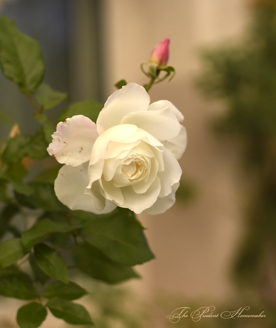 Iceberg Rose in December The Prudent Homemaker