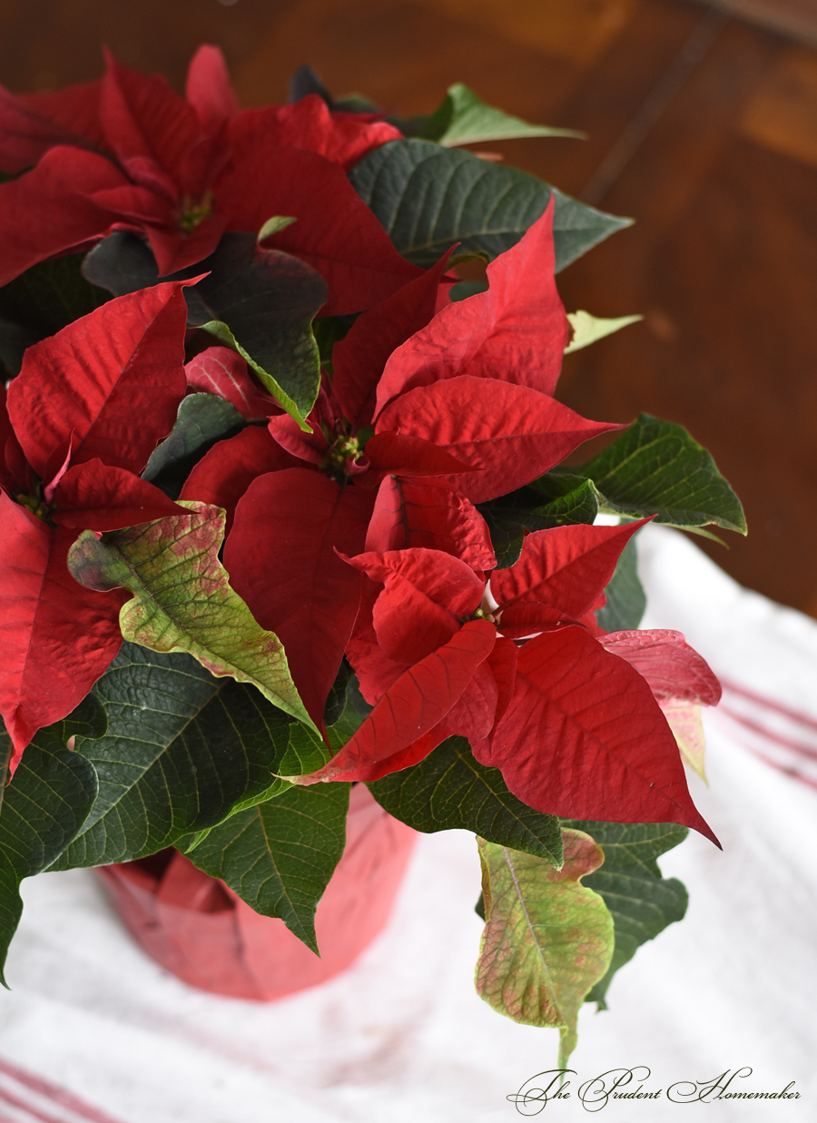 Poinsettia The Prudent Homemaker