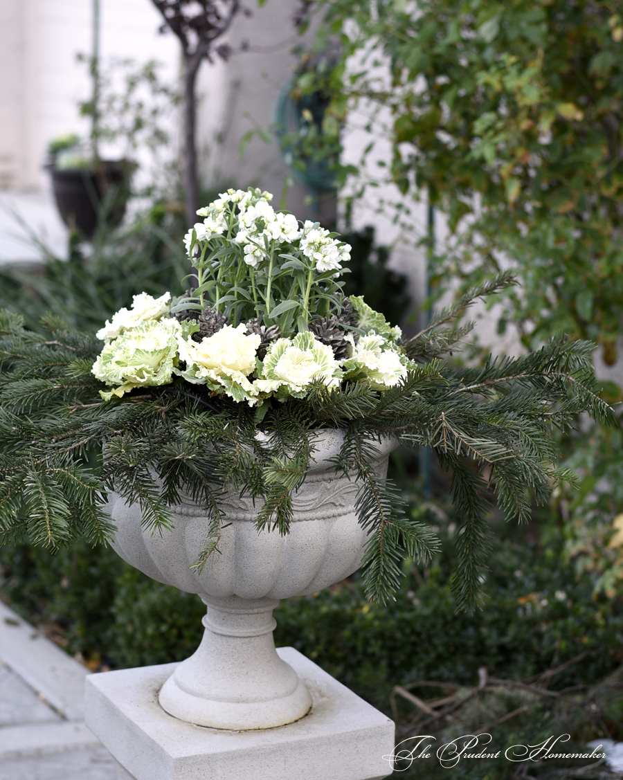 Winter White Flowers for the Garden