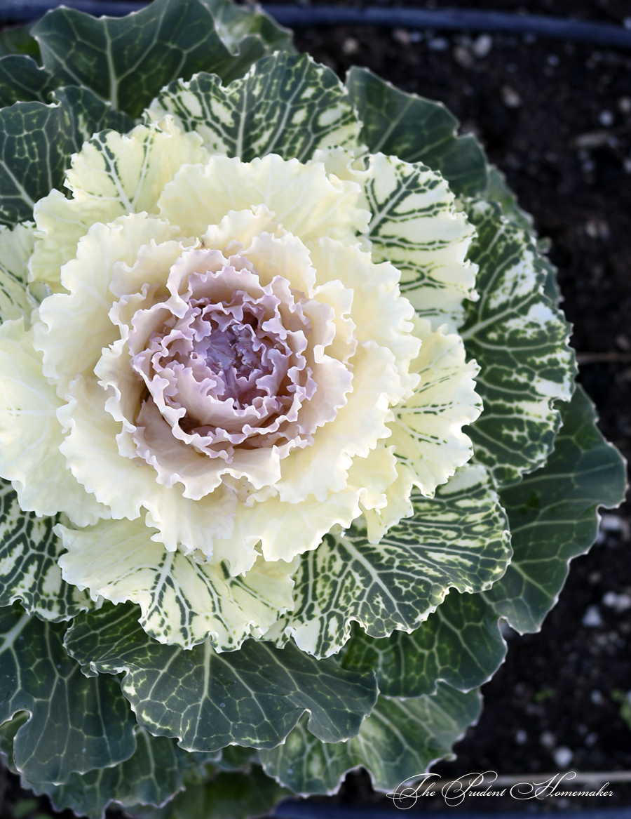 Flowering Cabbage The Prudent Homemaker