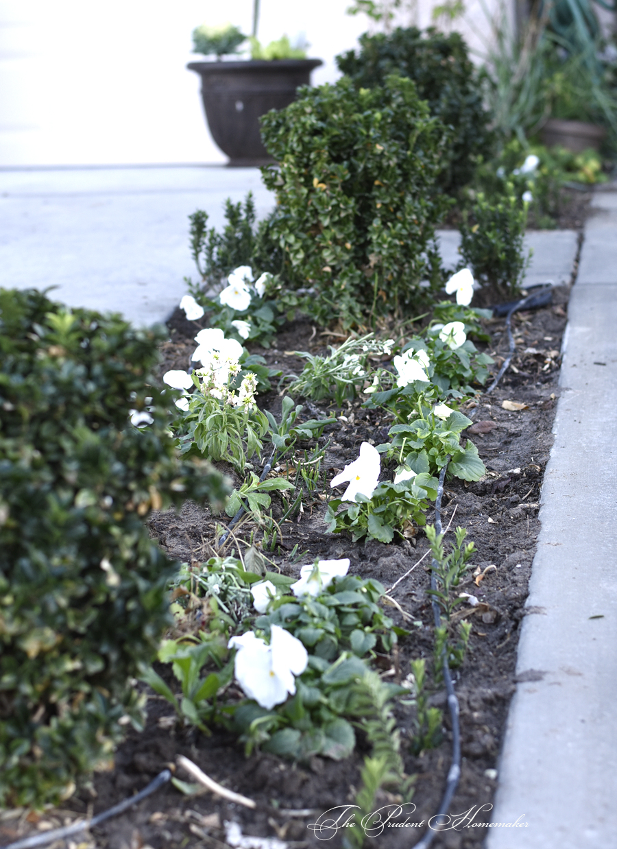 January Walkway Planter The Prudent Homemaker