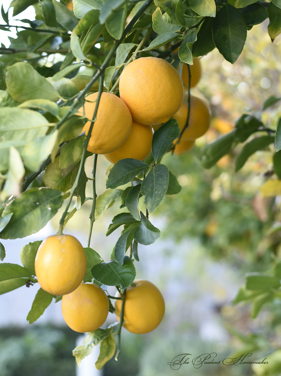 Meyer Lemons On Tree The Prudent Homemaker
