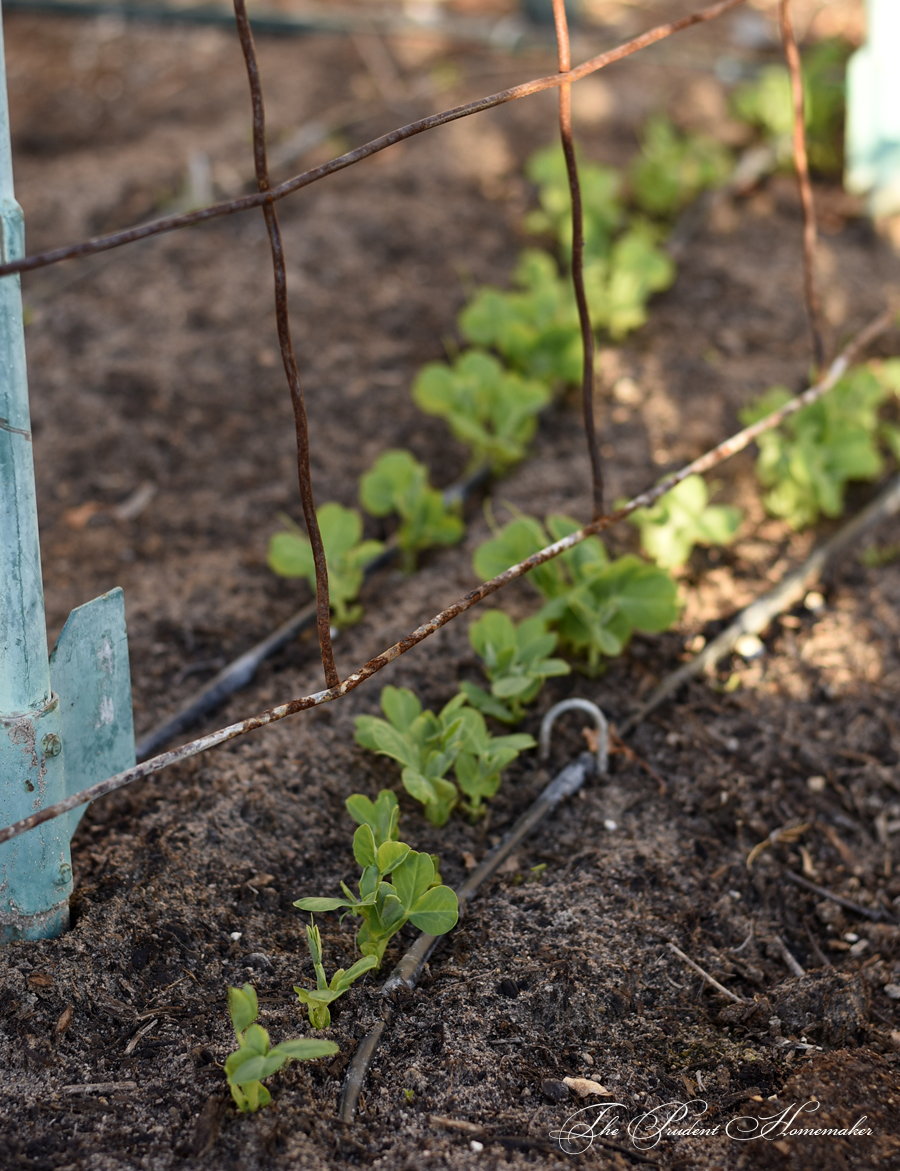 Pea Seedlings The Prudent Homemaker