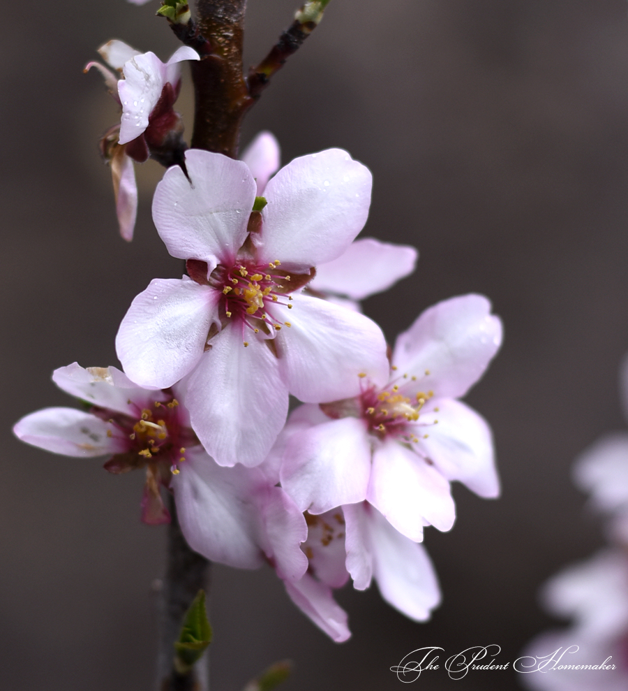 Almond Blossoms The Prudent Homemaker