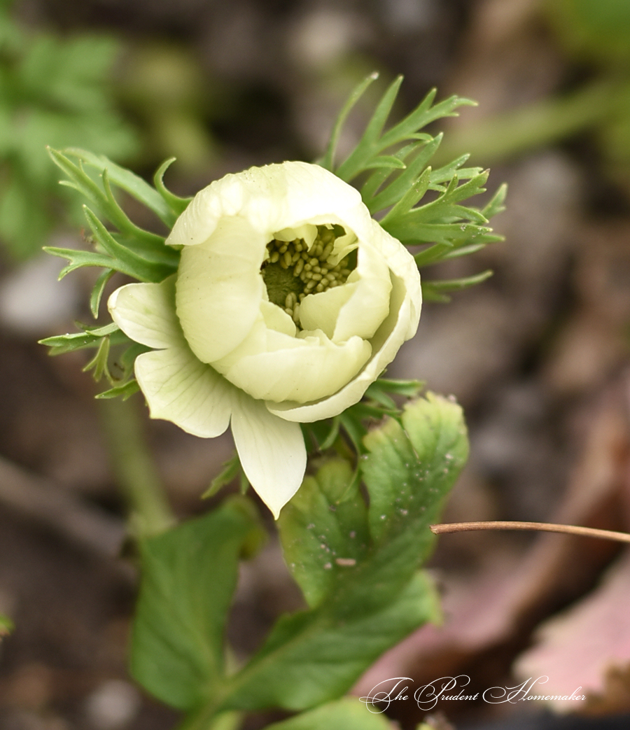 Anemone Bud The Prudent Homemaker