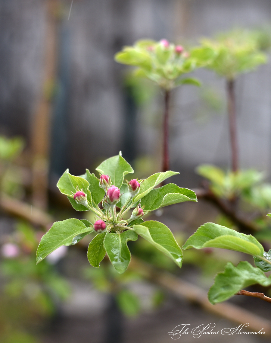 Apple Blossoms Buds The Prudent Homemaker