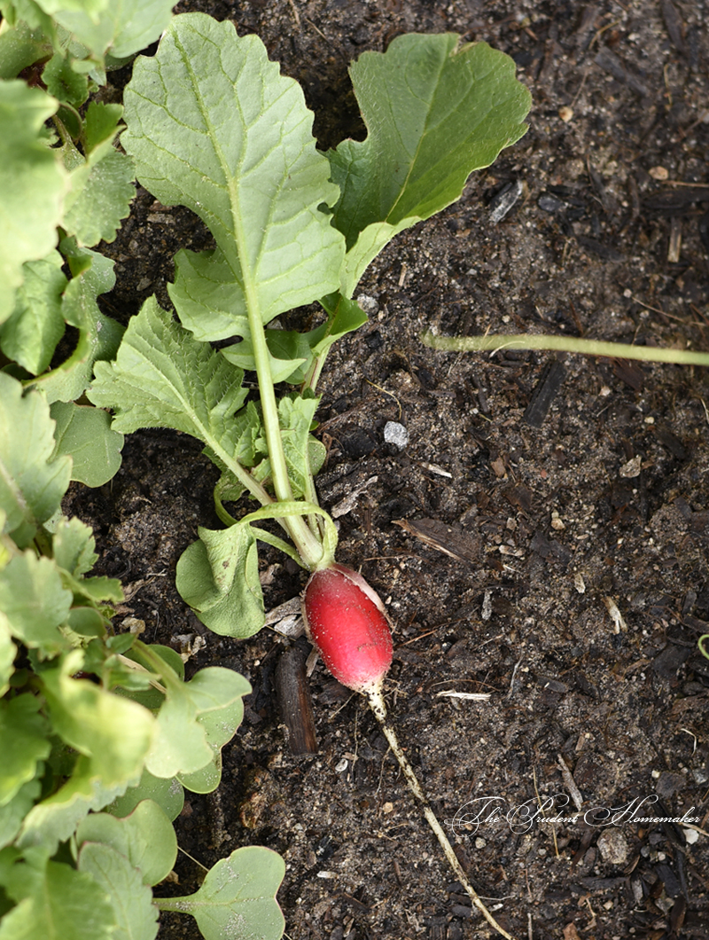 February Radish The Prudent Homemaker