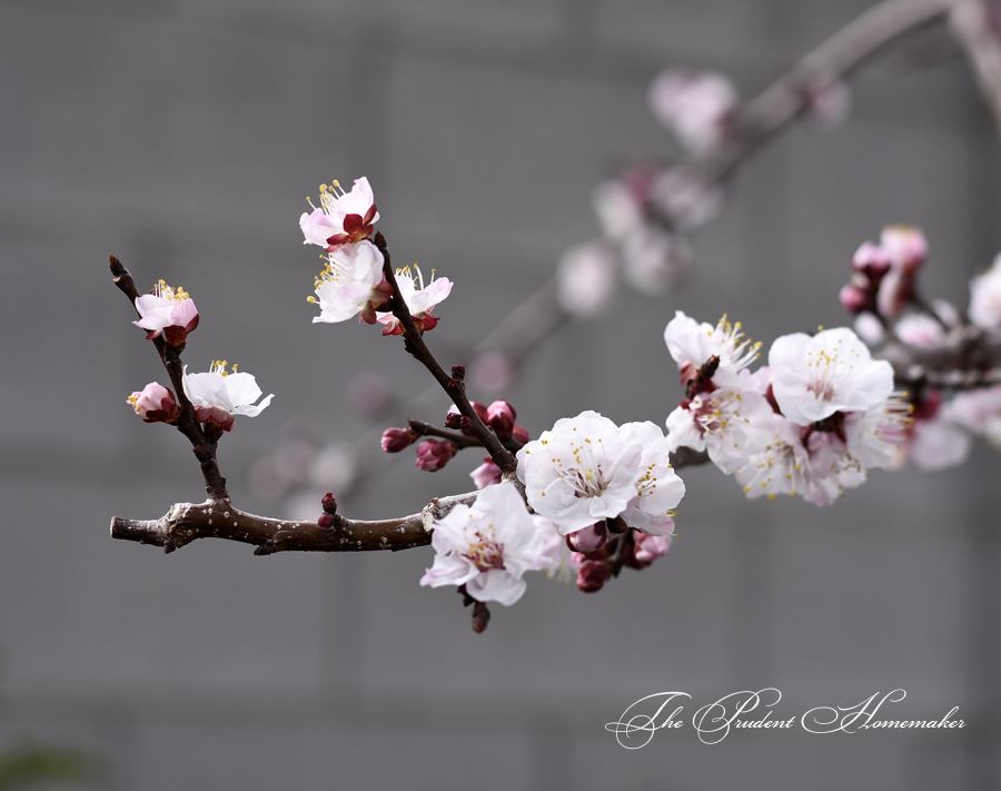 Katy Apricot Buds The Prudent Homemaker