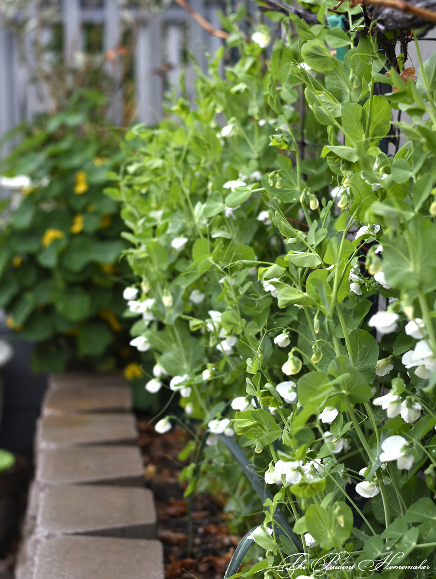 Snow Pea Vines The Prudent Homemaker