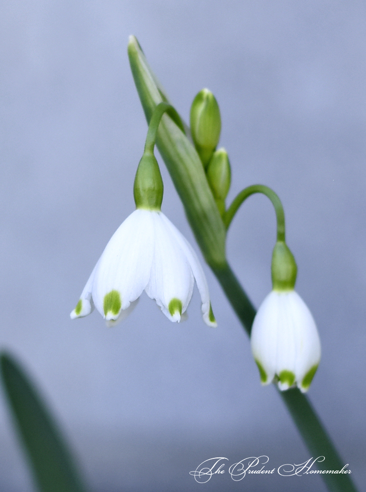 Snowdrop The Prudent Homemaker