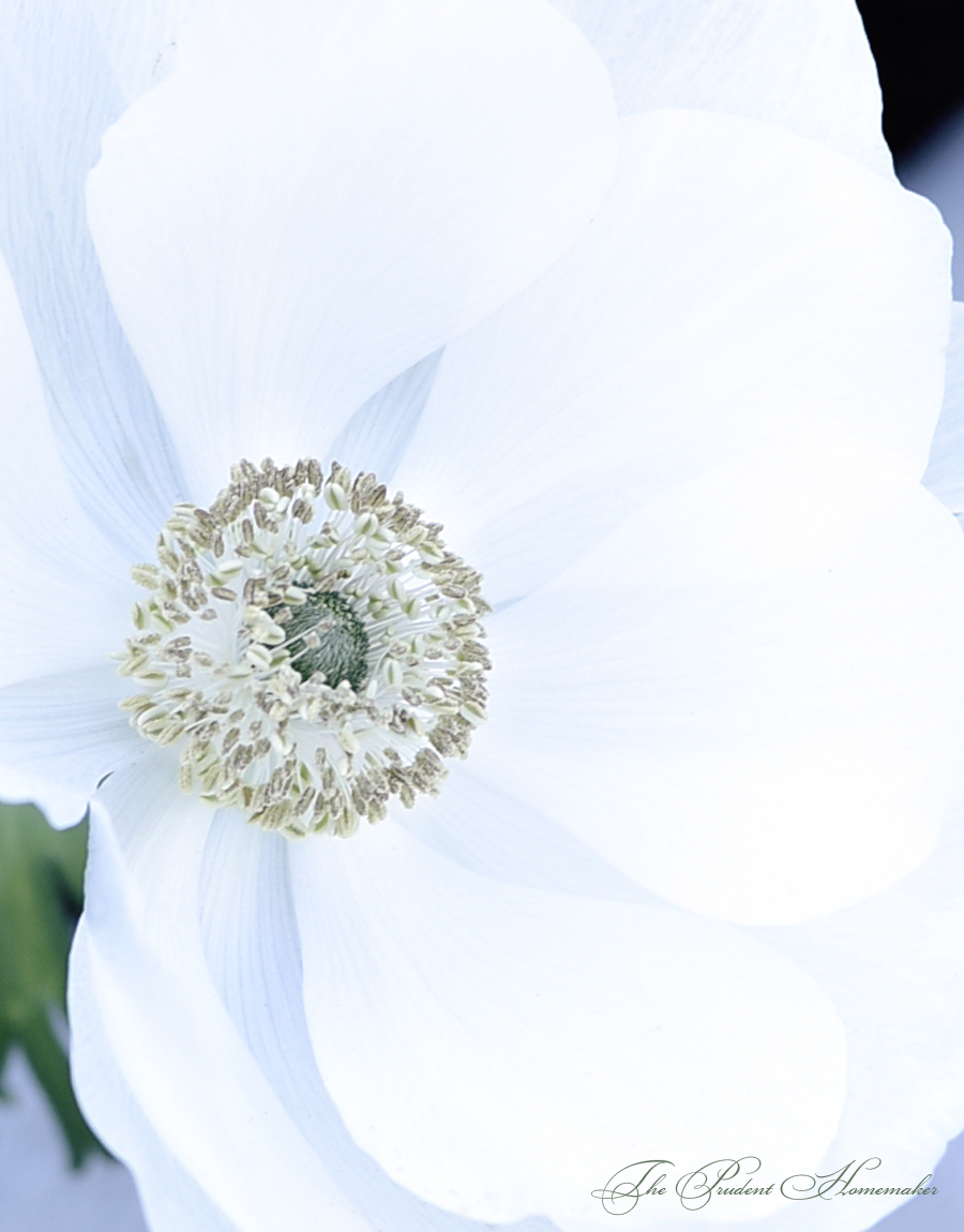 Anenome The Prudent Homemaker