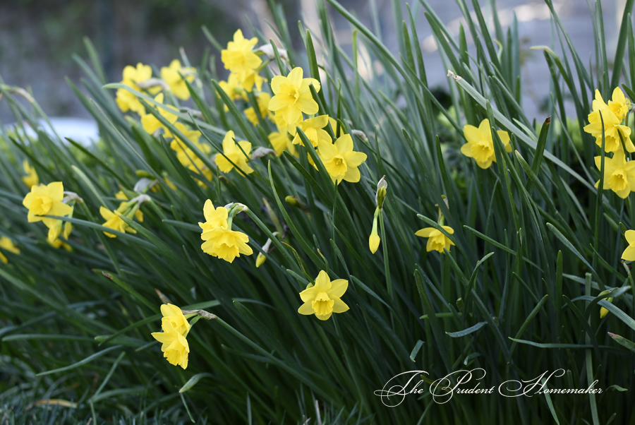 Daffodils in the Garden The Prudent Homemaker