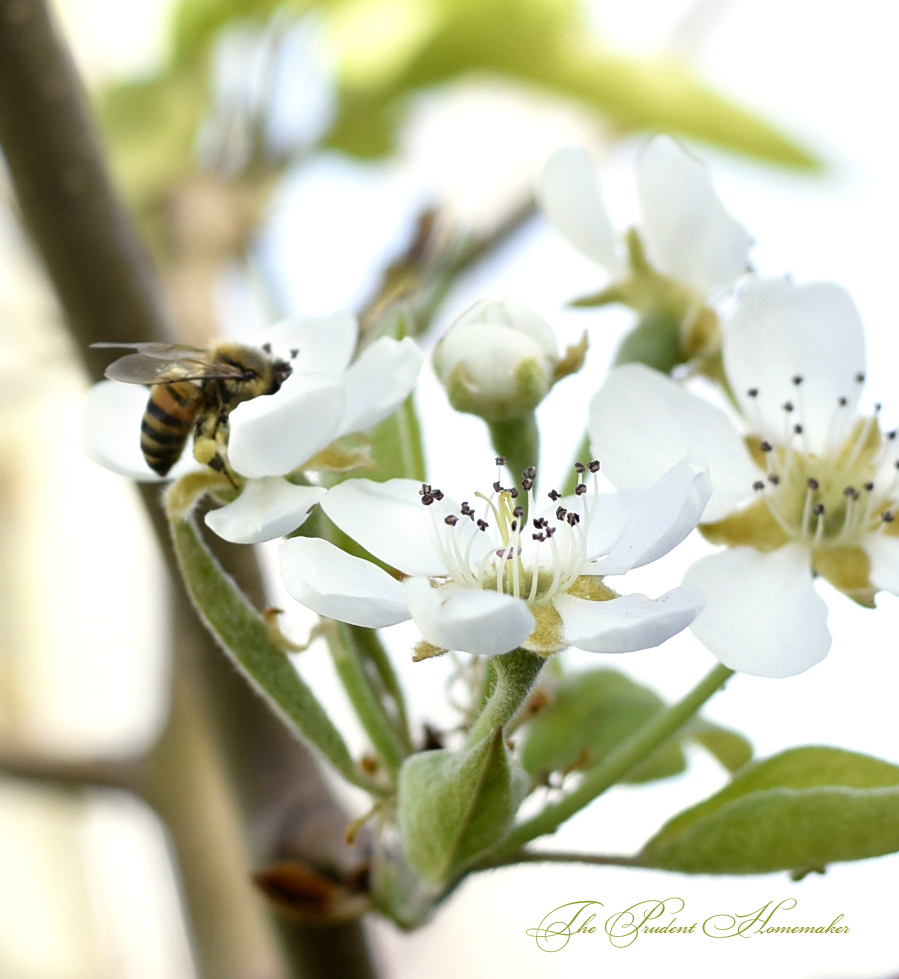 March Bee on Pear Blossoms The Prudent Homemaker