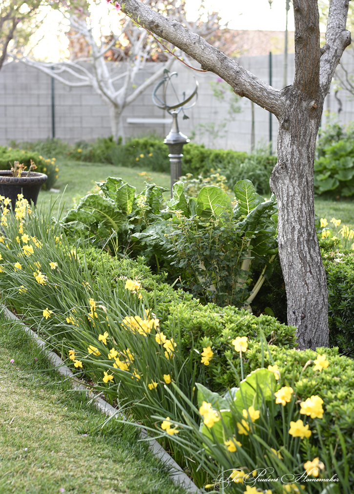 March Daffodils in the Garden The Prudent Homemaker