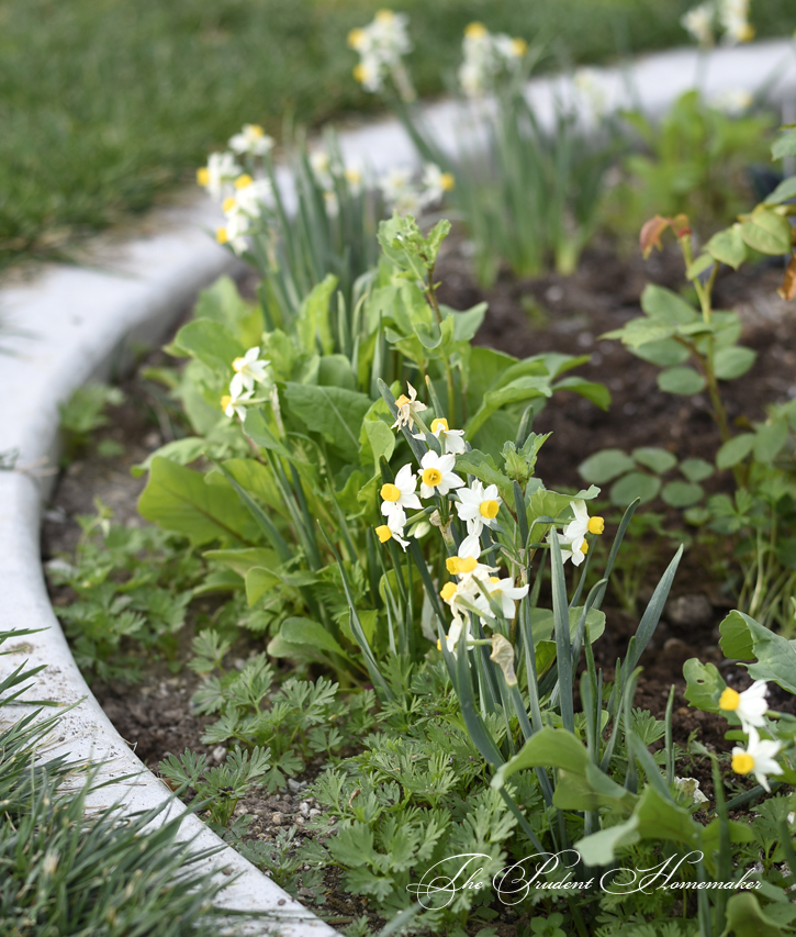 March Miniature Daffodils The Prudent Homemaker