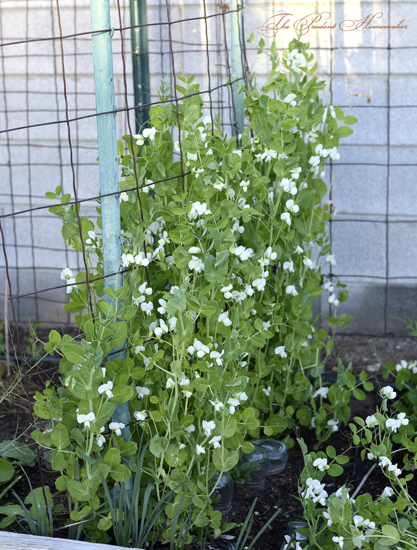 Pea Vines on Trellis The Prudent Homemaker