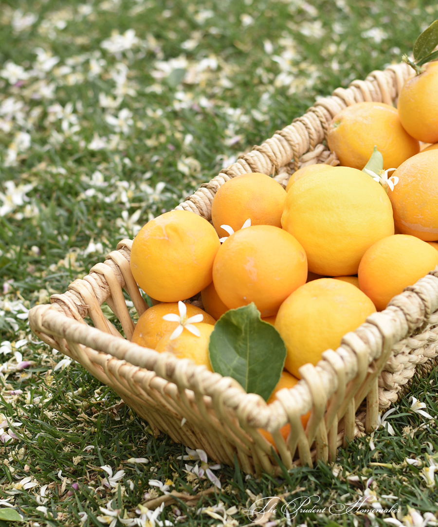 Meyer Lemons and Blossoms The Prudent Homemaker