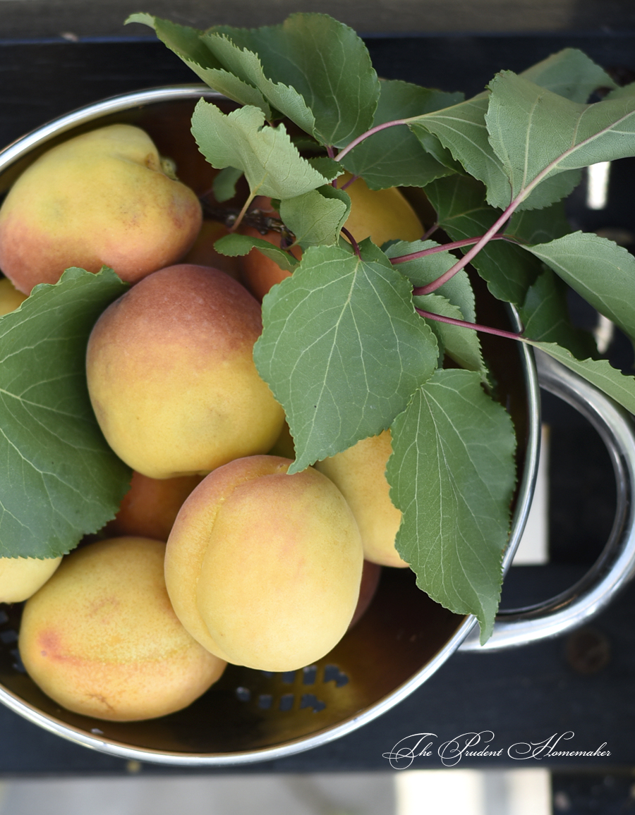 Apricots in White Garden The Prudent Homemaker