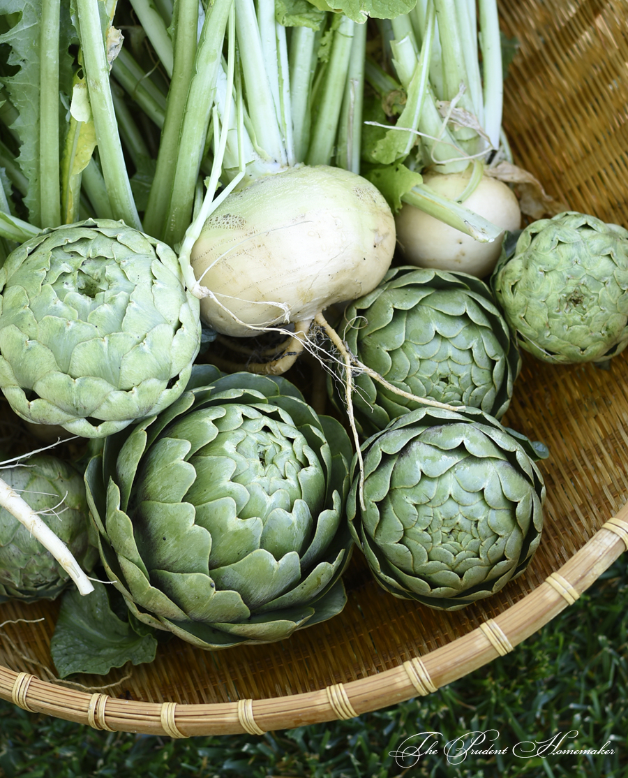 Artichokes and turnips The Prudent Homemaker