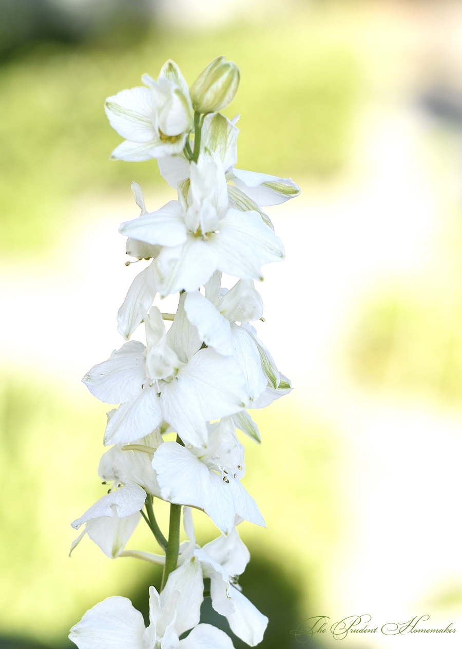 White Larkspur The Prudent Homemaker