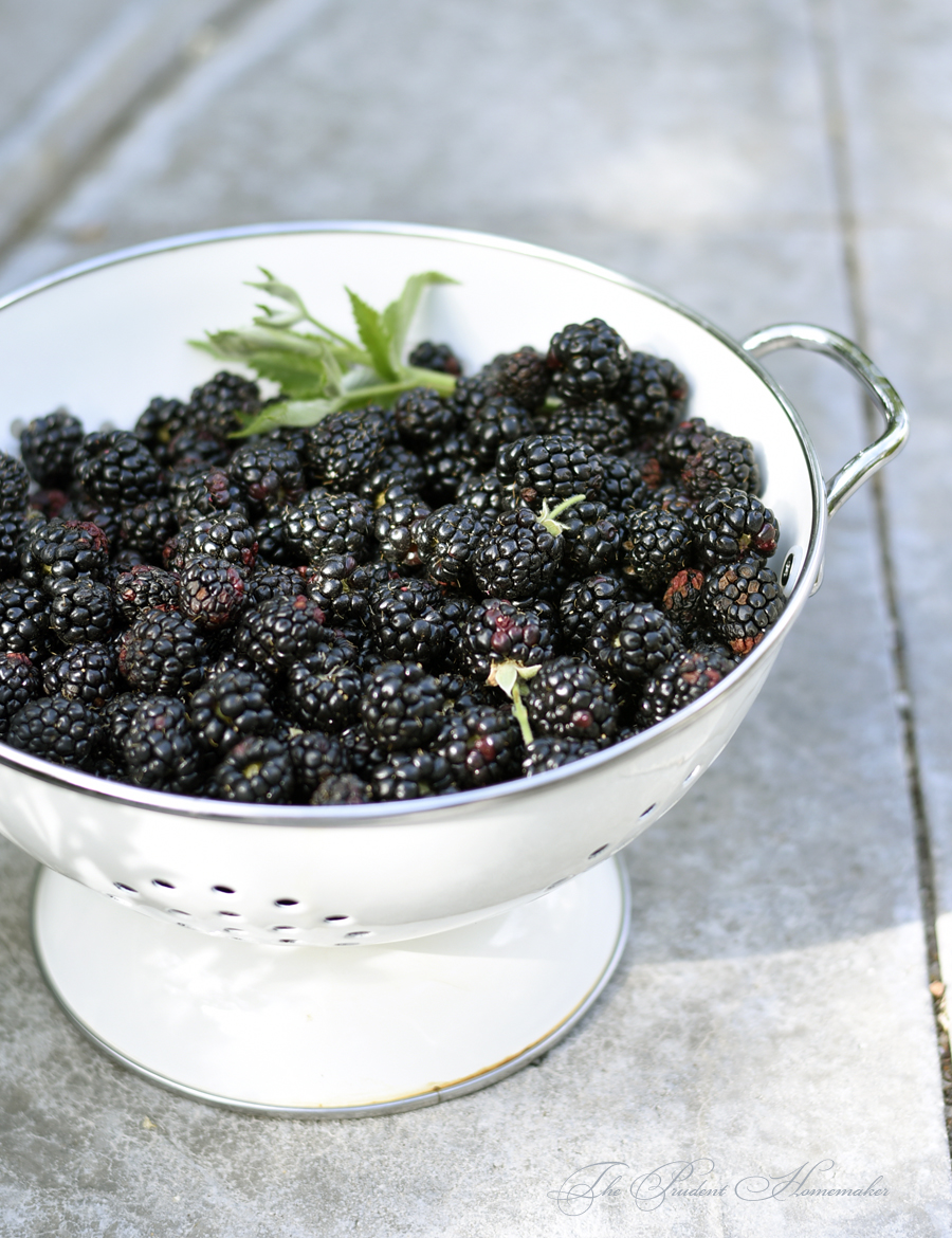 Blackberries 2 The Prudent Homemaker