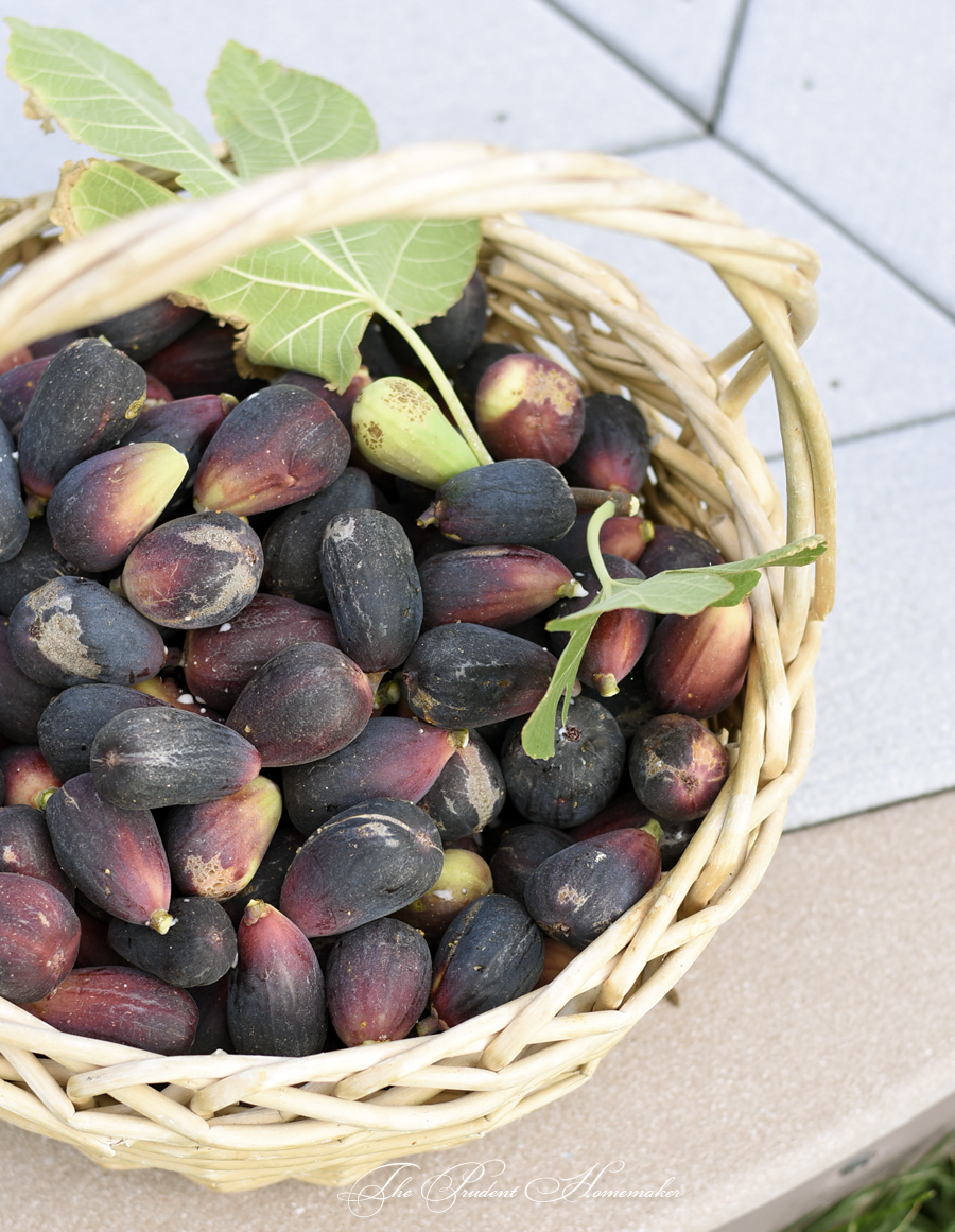 Mission Figs in Basket The Prudent Homemaker