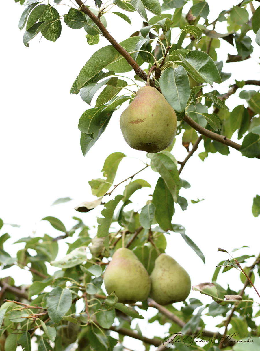 Bartlett Pears on Tree The Prudent Homemaker