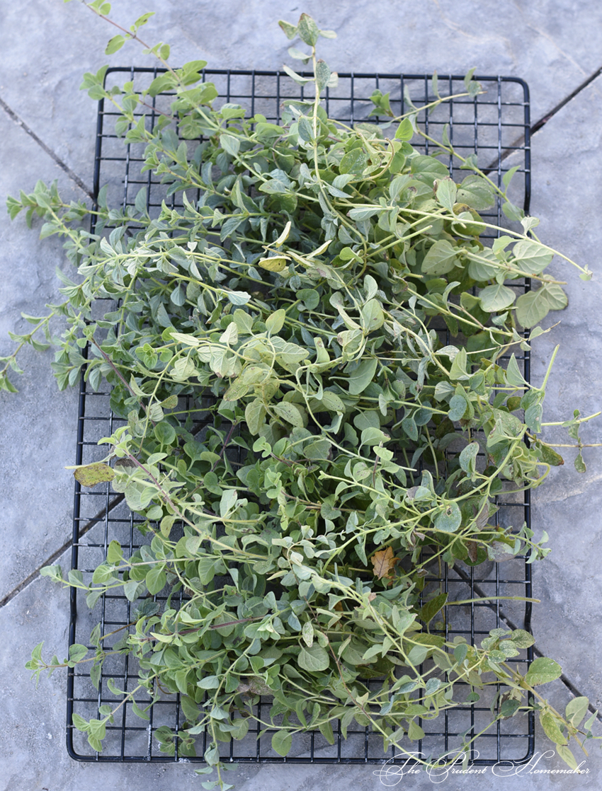 Oregano Drying The Prudent Homemaker