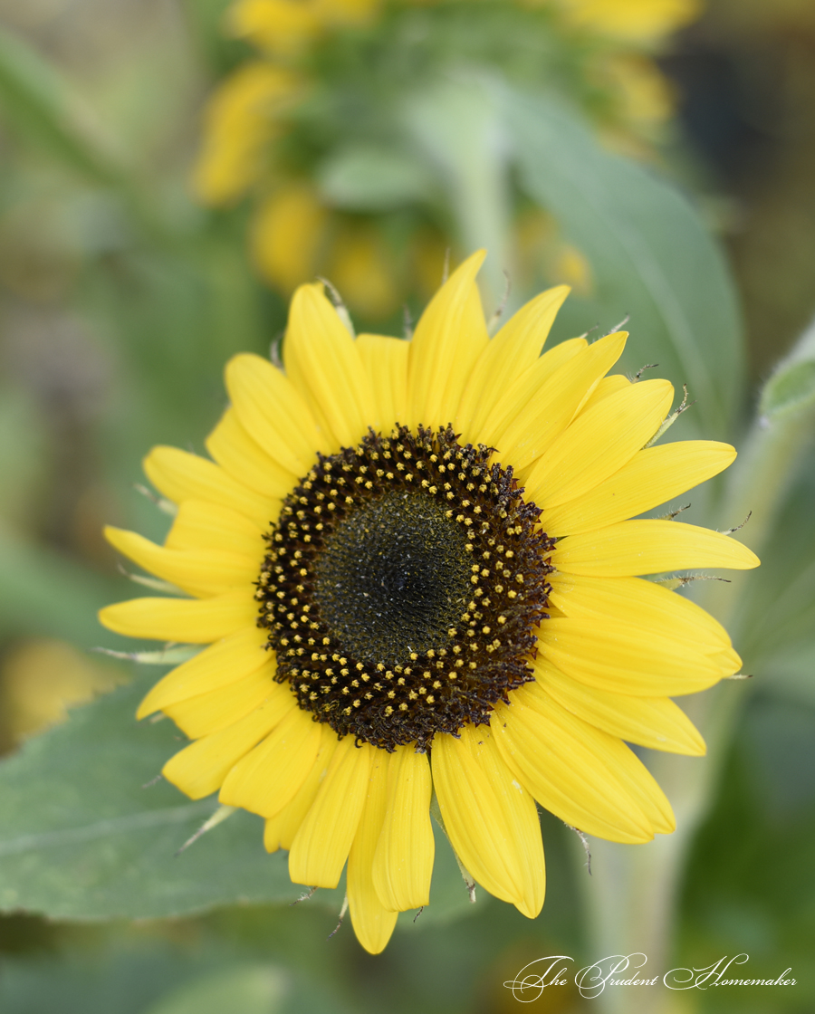 Sunflower The Prudent Homemaker