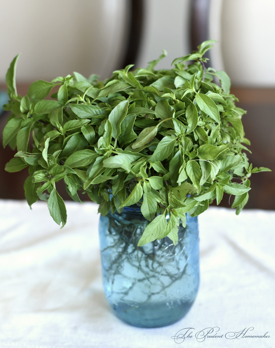 Thai Basil Seedlings The Prudent Homemaker